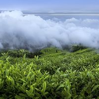 月销1万+却有人后悔？竹叶青品味级到底适不适合当口粮茶