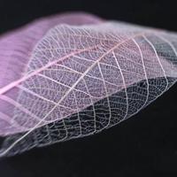 叶子煮烂刷断？教你用科学方法做绝美叶脉书签