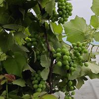 从改土到施肥用药，这套保姆级种植逻辑，让你少走99%的弯路