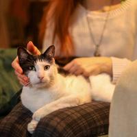 新猫到家前比买猫粮更重要的事：全屋安全排查+分区布局攻略