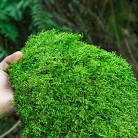 不浇水不晒太阳，15块搞定一盆治愈系苔藓微景观，懒人绿植首选