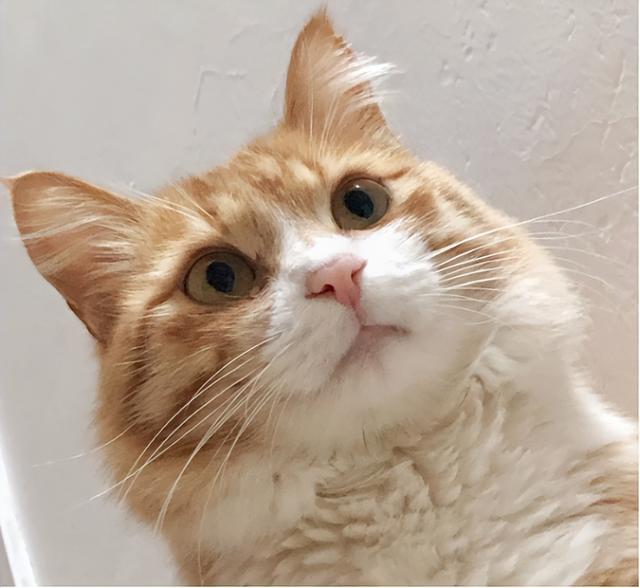 Nulo进口猫粮真实测评：蛋白数据漂亮，但钙磷偏差让人心里没底