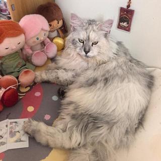 超5000只猫后肢瘫痪牵出两大品牌，换粮后多数猫咪逐步康复