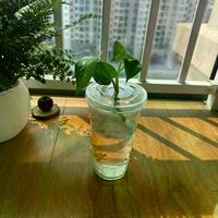 央视曝光网红奶茶杯养鱼翻车现场:短期装饰可以,长期养殖等于谋杀