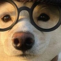小狗吃什么狗粮最好?幼犬狗粮推荐选什么比较好?别被带偏了