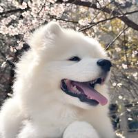 幼犬粮别光看蛋白！消化率90%+、钙磷比、体型差异才是选对的关键