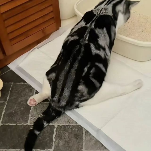 检测合格的猫粮，为何挡不住猫咪集体瘫腿
