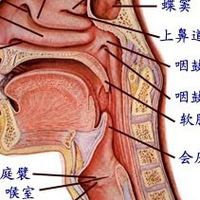 别再统称喉咙疼了！咽喉是两个器官，90%的人搞混了！