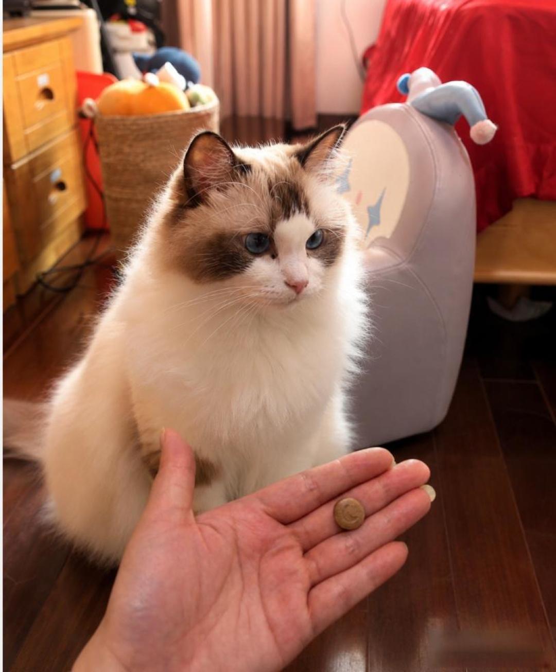 别被呼噜声骗了!你家沙发上正趴着一台顶级猎杀机器。