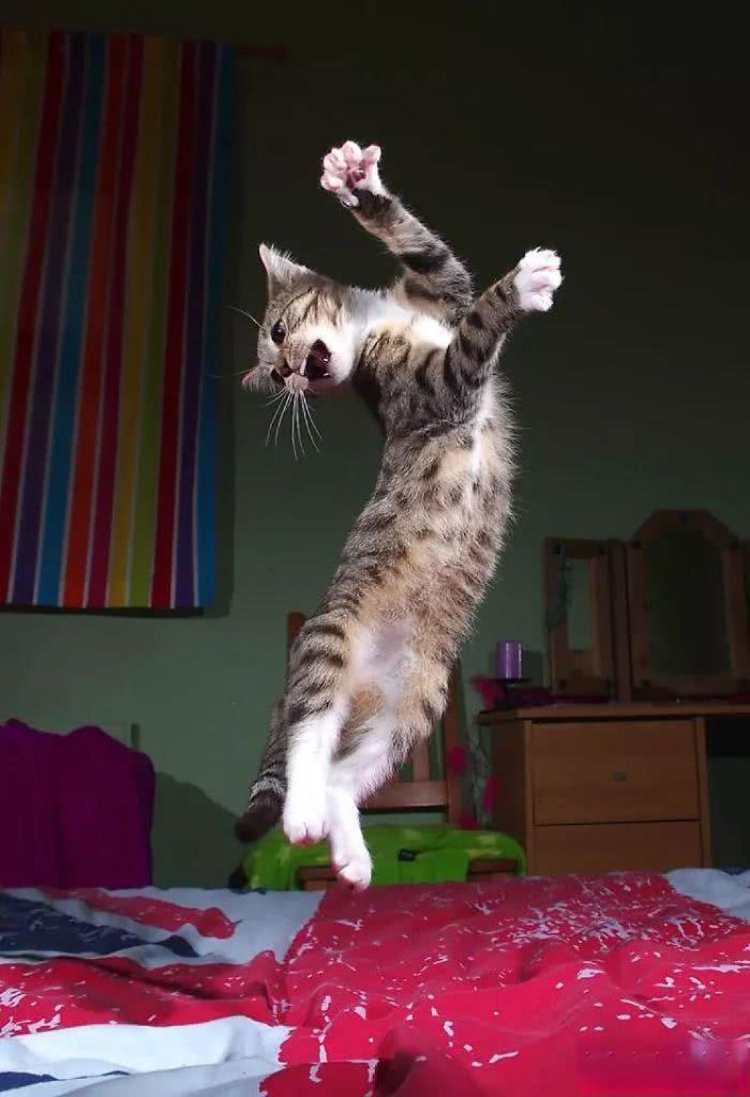 别被呼噜声骗了!你家沙发上正趴着一台顶级猎杀机器。