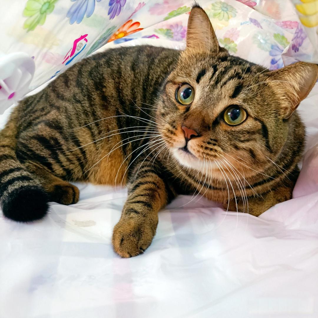 别被呼噜声骗了!你家沙发上正趴着一台顶级猎杀机器。