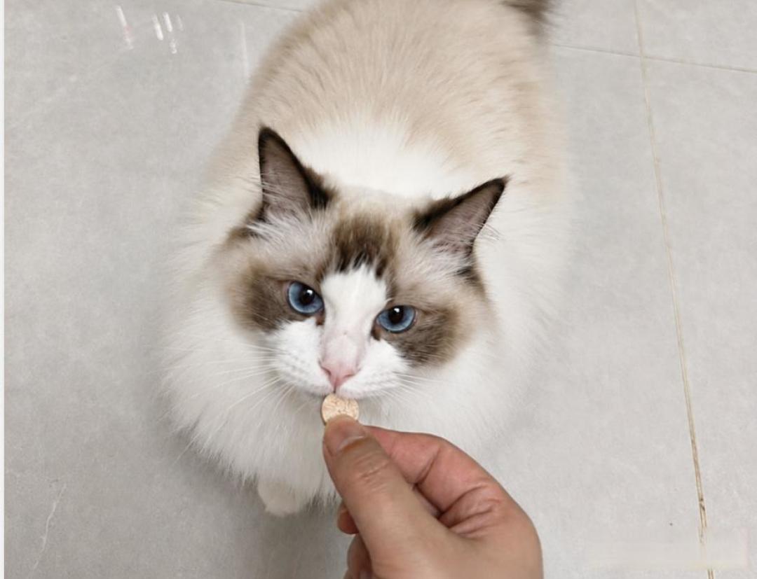 别被呼噜声骗了!你家沙发上正趴着一台顶级猎杀机器。