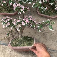 锦化多肉凭什么卖这么贵？新手入门+避坑指南