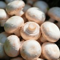 口蘑鲜到掉眉毛，但吃不对分分钟进急诊？医生：这5类人群真的要管住嘴