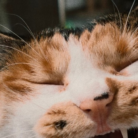 养猫坑货多，真假猫咪说｜养猫好物无带货纯自用分享