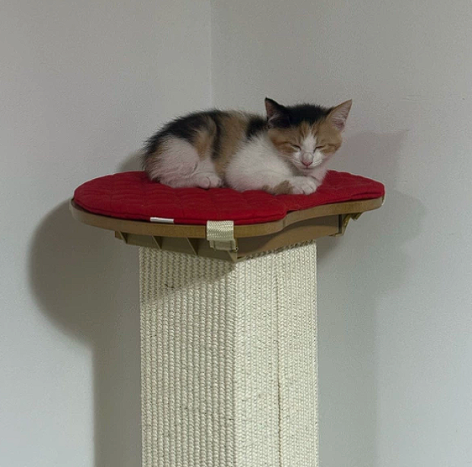 猫玩具