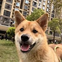 别等狗子跛行才后悔!柯基法斗金毛关节养护指南,手把手教你选对软骨素