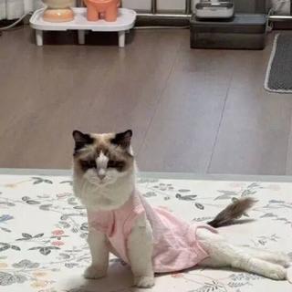 5000只猫集体瘫倒!这款中高端猫粮出事了,兽医却说这招能救命
