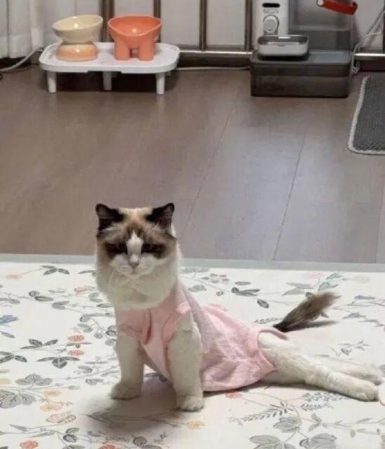 5000只猫集体瘫倒！这款中高端猫粮出事了，兽医却说这招能救命