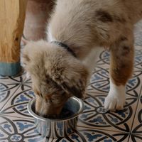 老年狗狗关节退化又掉毛?2026犬用鱼油怎么选护关节