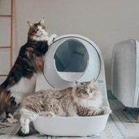 买了Catlink自动猫砂盆后，这些真实用户的血泪教训必须看