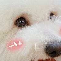 2026比熊吃什么好？7月比熊专属狗粮推荐，告别泪痕与玻璃胃