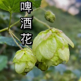 IBU是救命数字！一张图带你搞懂社交IPA怎么选、哪款值得试