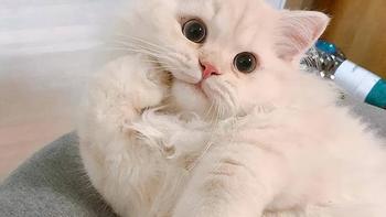 猫粮越挑越焦虑？老手3步教你从原料到品控选对粮