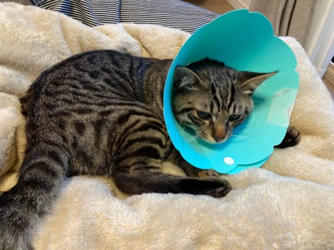 猫咪