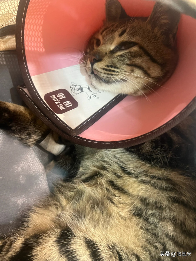 猫咪