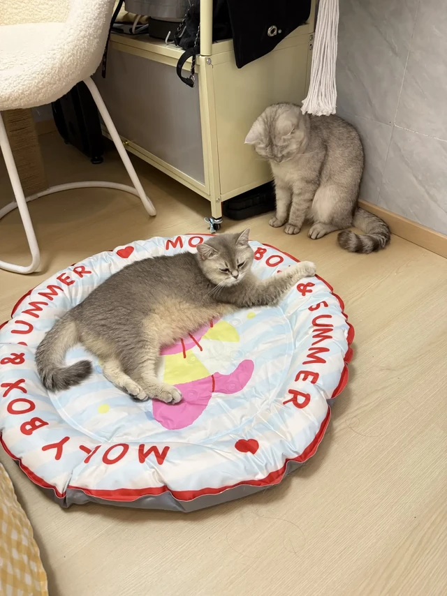 夏天怎么给猫咪降温？