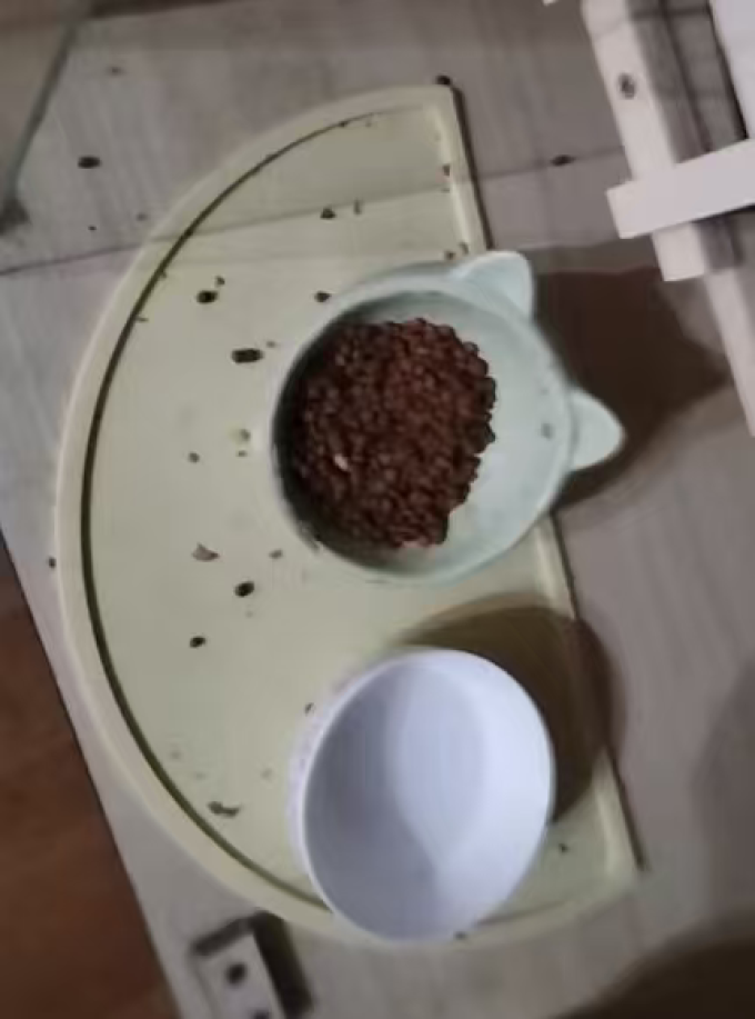 猫咪