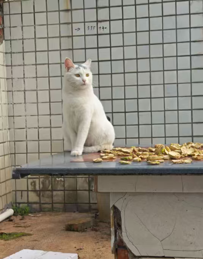 猫咪