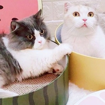 猫咪抓板转移注意力，保护家具