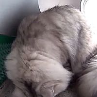 智能猫砂盆解放铲屎官