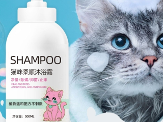 夏天猫咪狂喘气？全套避暑护理干货，养宠人必看