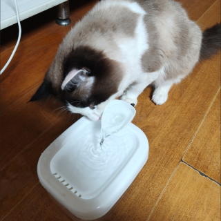 夏天猫咪狂喘气？全套避暑护理干货，养宠人必看