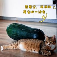 跟风给猫安排30斤雷霆大冬瓜降温，猫根本不买账，纯纯大冤种
