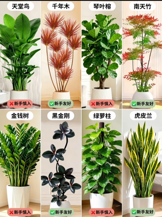 鲜花绿植