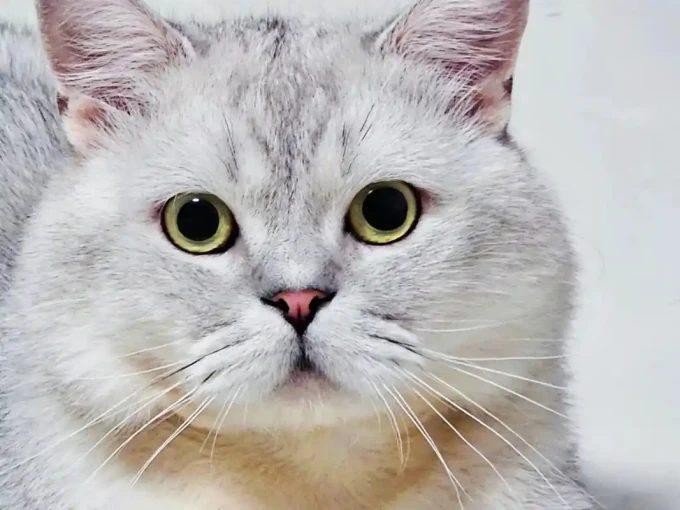 猫咪