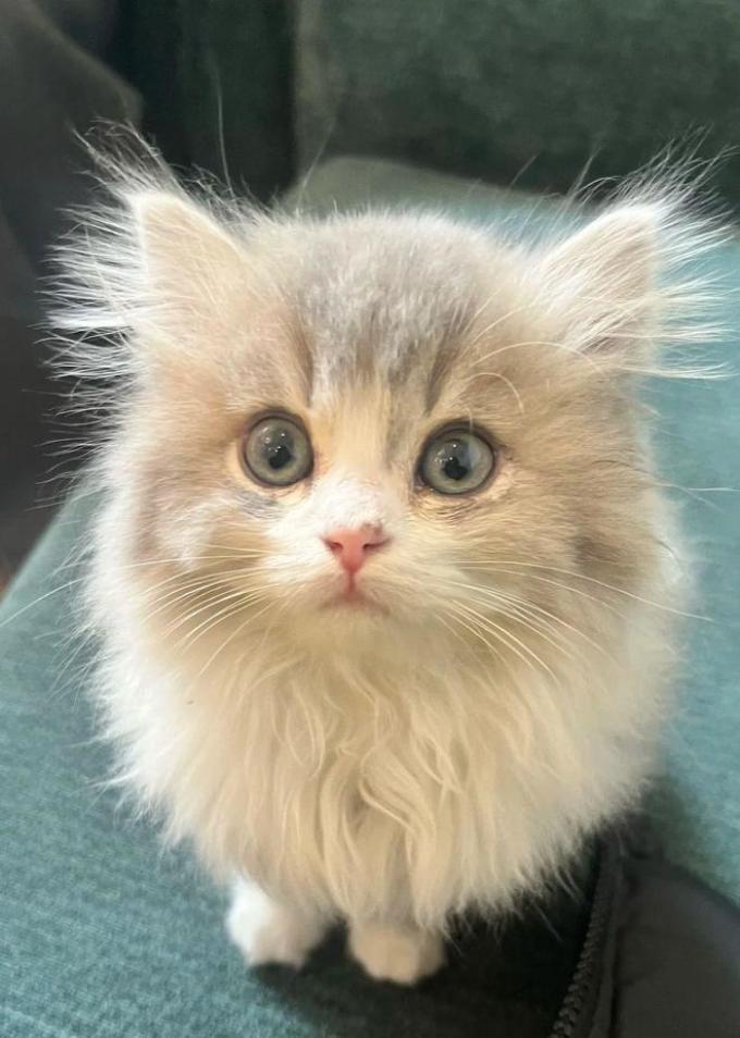 猫咪