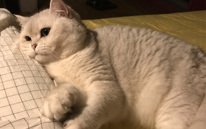 猫咪