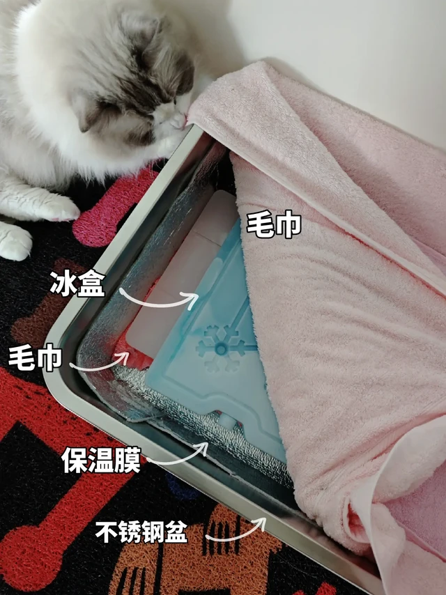 自制宠物小冰窝