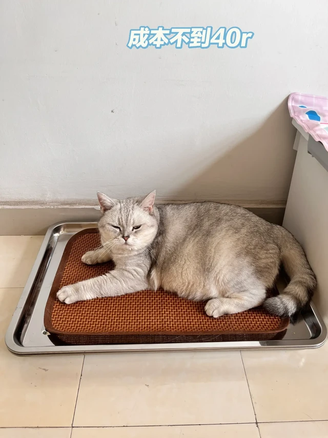 自制空调猫窝👀低配版