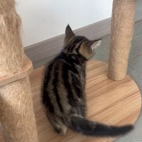 小猫咪咪