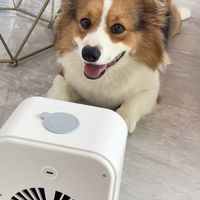 夏日宠物风扇与冰垫搭配