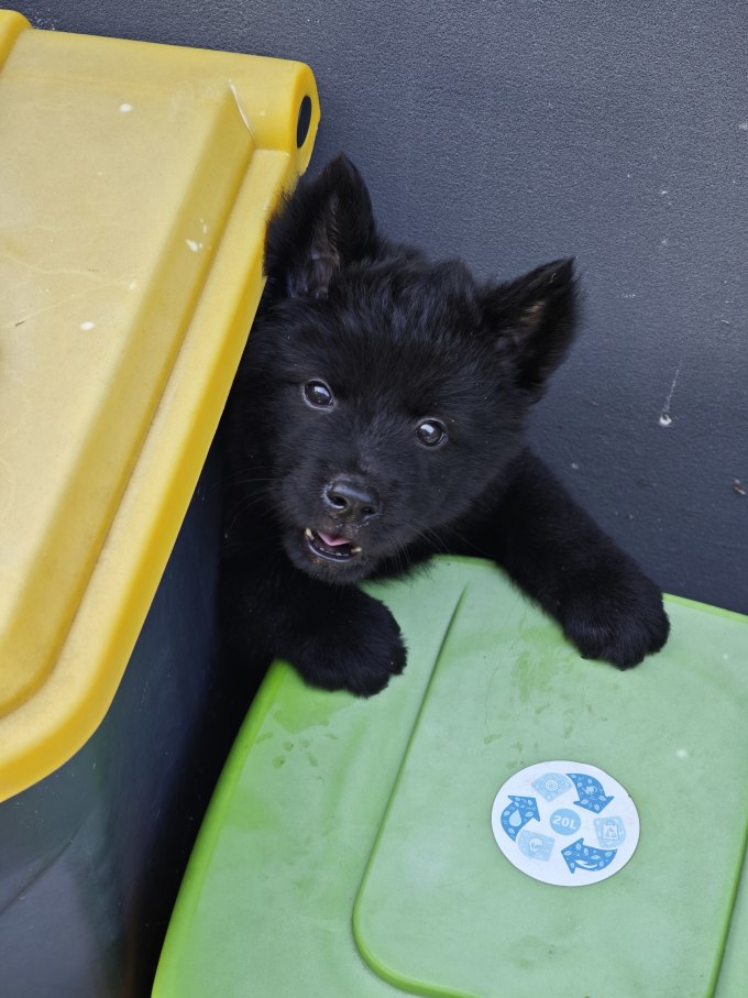 狗狗