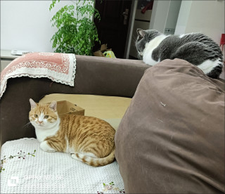 养猫踩坑无数！唯有这几款好物无限回购