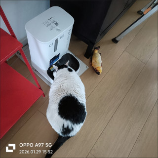养猫踩坑无数！唯有这几款好物无限回购