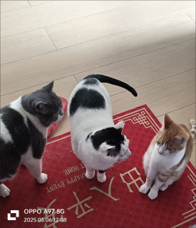 养猫踩坑无数！唯有这几款好物无限回购